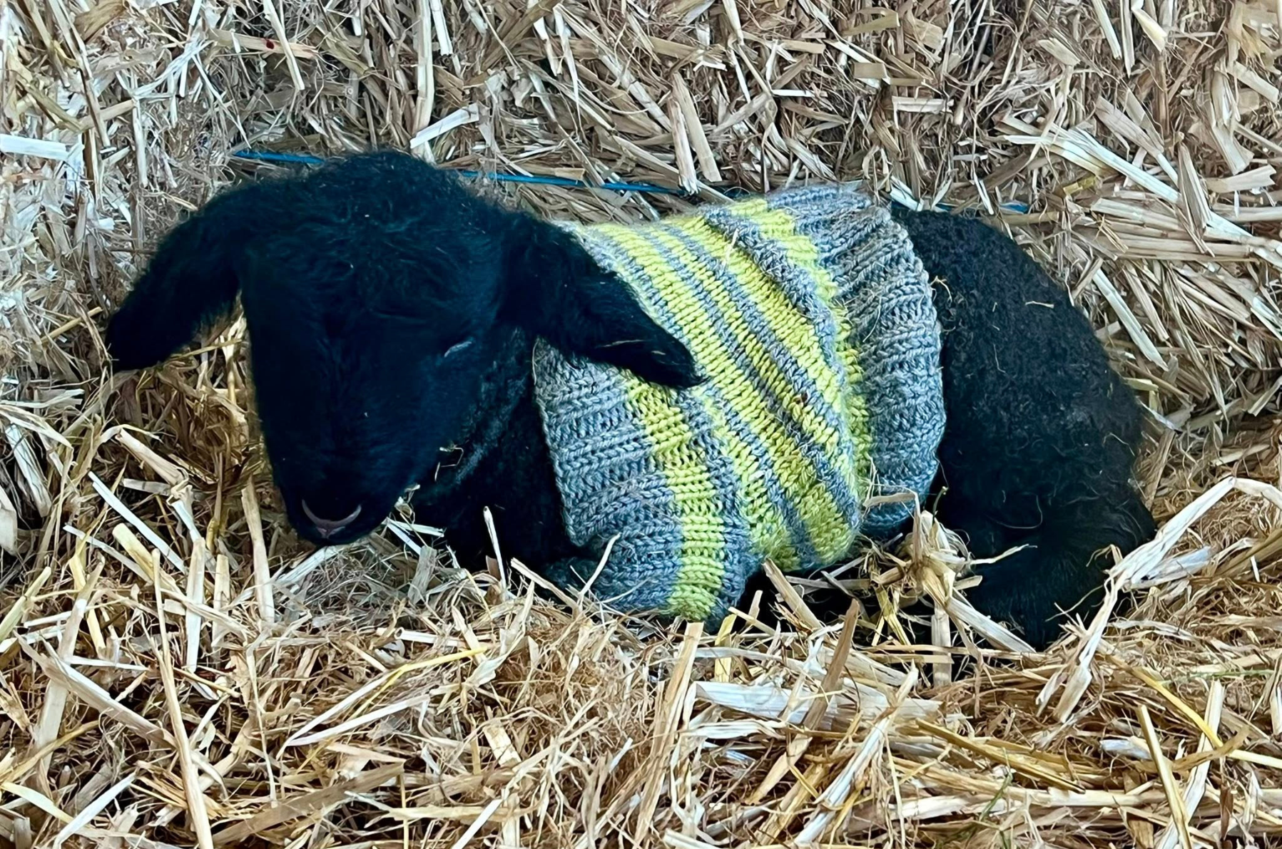 🐑 Lambing Season at Calvary Farm
